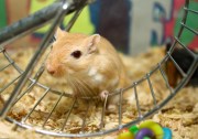 gerbil-wheel