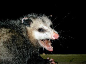 possum1