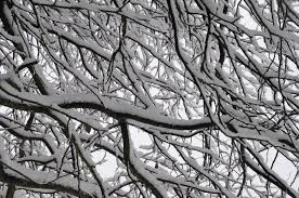 snow branches