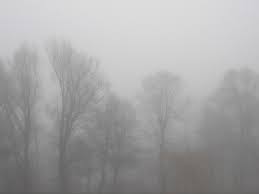 foggy trees