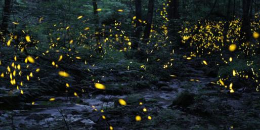 fireflies