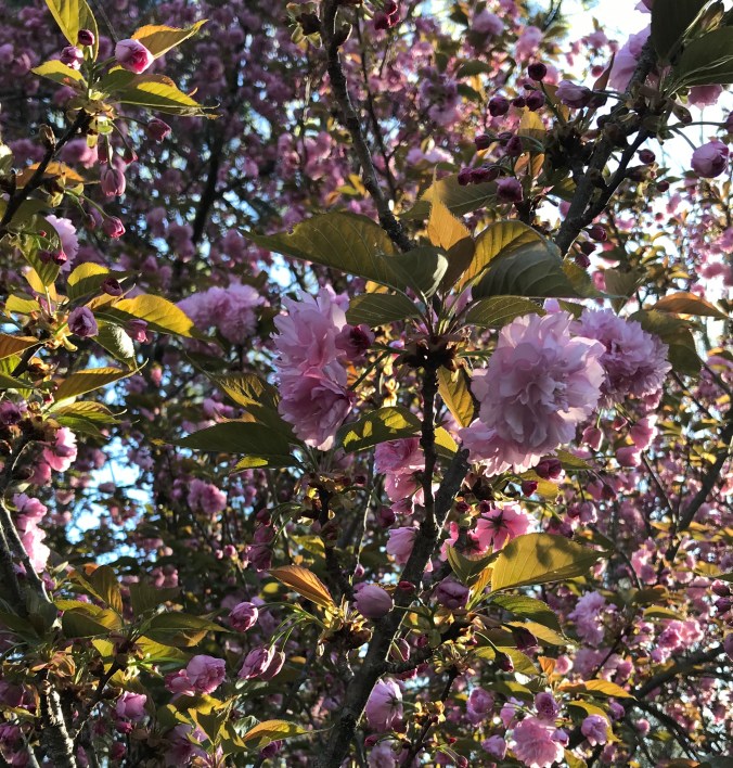 cherry tree up close.jpg
