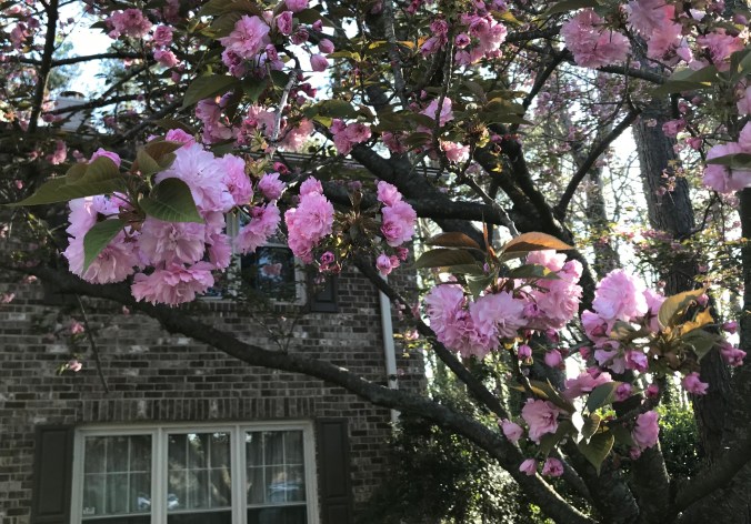 cherry tree windows.jpg
