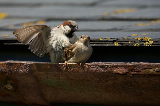 sparrow mom and chick
