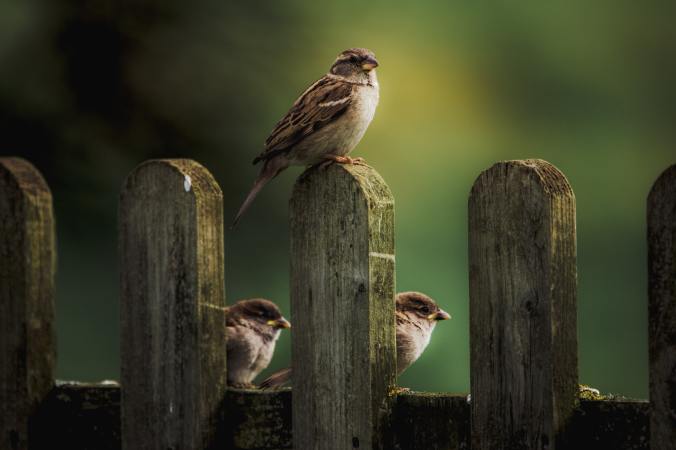sparrows on fence